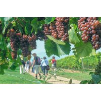 Weinbergwanderung Volxheim mit Verkostung