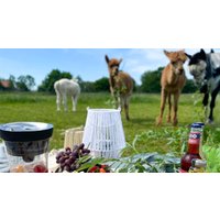 Alpaka Picknick für 2 Petershagen